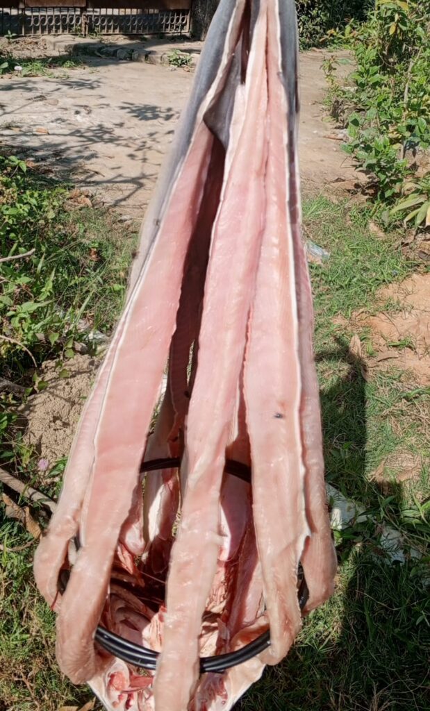 হাঙ্গর মাছ (কাঁচা)