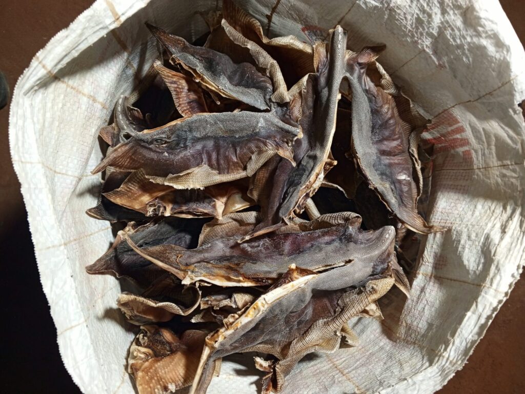 শাপলা পাতা শটকি
