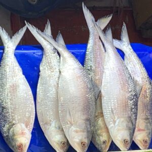 Hilsa_Fish_in_Dhaka-9_(cropped) ইলিশ মাছ